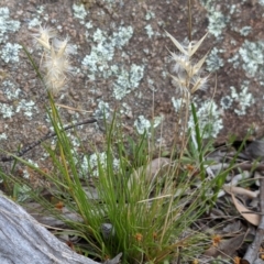 Rytidosperma sp. at Tuggeranong DC, ACT - 25 Sep 2021 03:00 PM