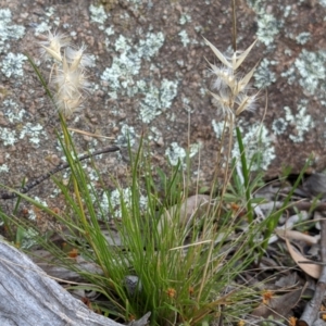 Rytidosperma sp. at Tuggeranong DC, ACT - 25 Sep 2021