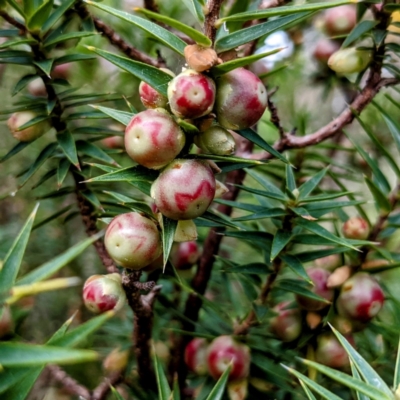 Melichrus urceolatus (Urn Heath) at Bullen Range - 25 Sep 2021 by HelenCross