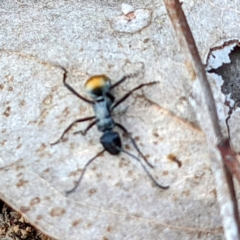 Polyrhachis ammon (Golden-spined Ant, Golden Ant) at Tuggeranong DC, ACT - 25 Sep 2021 by HelenCross