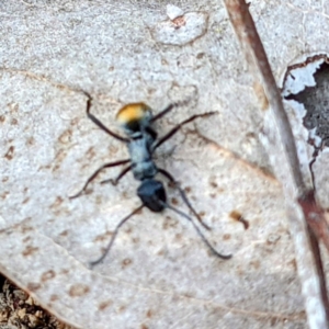 Polyrhachis ammon at Tuggeranong DC, ACT - 25 Sep 2021