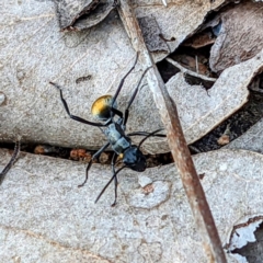 Polyrhachis ammon at Tuggeranong DC, ACT - 25 Sep 2021