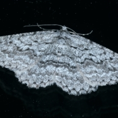 Psilosticha absorpta (Fine-waved Bark Moth) at Ainslie, ACT - 21 Sep 2021 by jbromilow50