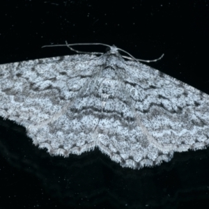 Psilosticha absorpta at Ainslie, ACT - 21 Sep 2021