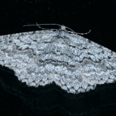 Psilosticha absorpta (Fine-waved Bark Moth) at Ainslie, ACT - 21 Sep 2021 by jbromilow50