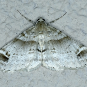 Syneora hemeropa at Ainslie, ACT - 23 Sep 2021