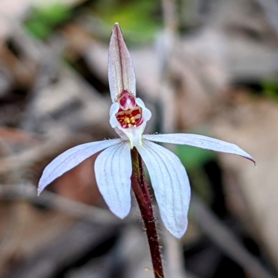 Caladenia fuscata (Dusky Fingers) at Kambah, ACT - 25 Sep 2021 by HelenCross