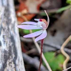 Caladenia fuscata at Kambah, ACT - 25 Sep 2021