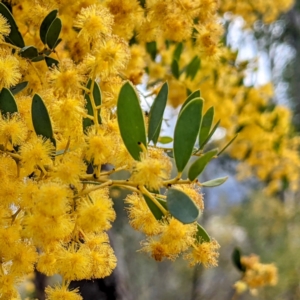 Acacia buxifolia subsp. buxifolia at Kambah, ACT - 25 Sep 2021 03:07 PM