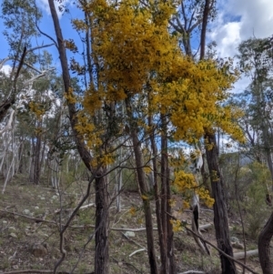 Acacia buxifolia subsp. buxifolia at Kambah, ACT - 25 Sep 2021 03:07 PM