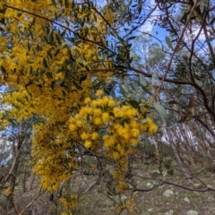 Acacia buxifolia subsp. buxifolia at Kambah, ACT - 25 Sep 2021