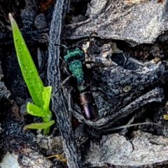 Rhytidoponera metallica (Greenhead ant) at Tuggeranong DC, ACT - 25 Sep 2021 by HelenCross