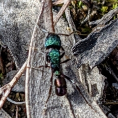 Rhytidoponera metallica at Tuggeranong DC, ACT - 25 Sep 2021 03:03 PM