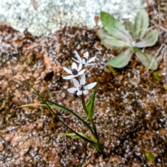 Wurmbea dioica subsp. dioica (Early Nancy) at Kambah, ACT - 25 Sep 2021 by HelenCross