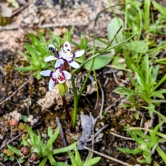 Wurmbea dioica subsp. dioica at Kambah, ACT - 25 Sep 2021 01:52 PM