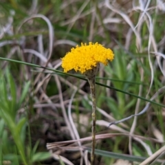 Leptorhynchos squamatus (Scaly Buttons) at Kambah, ACT - 25 Sep 2021 by HelenCross