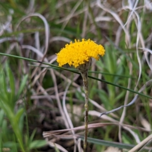 Leptorhynchos squamatus at Kambah, ACT - 25 Sep 2021