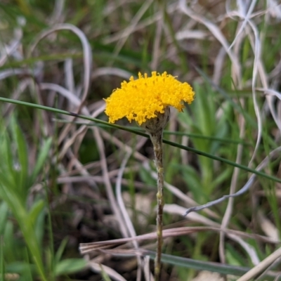 Leptorhynchos squamatus (Scaly Buttons) at Kambah, ACT - 25 Sep 2021 by HelenCross