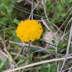 Leptorhynchos squamatus at Kambah, ACT - 25 Sep 2021