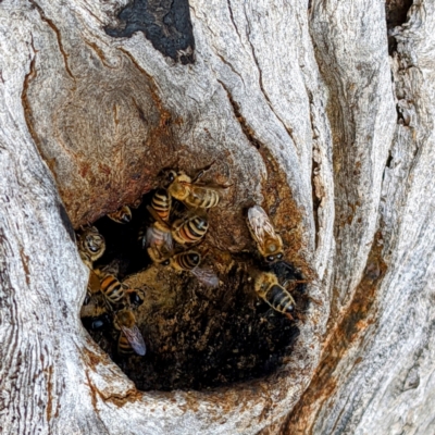 Apis mellifera (European honey bee) at Bullen Range - 25 Sep 2021 by HelenCross
