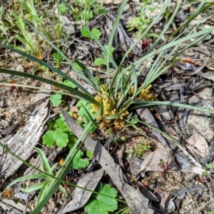 Lomandra bracteata at Tuggeranong DC, ACT - 25 Sep 2021