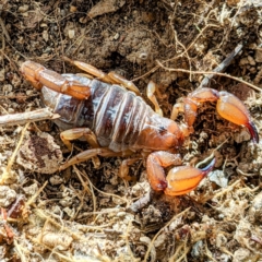 Urodacus manicatus (Black Rock Scorpion) at Kambah, ACT - 25 Sep 2021 by HelenCross