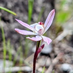 Caladenia fuscata (Dusky Fingers) at Kambah, ACT - 25 Sep 2021 by HelenCross