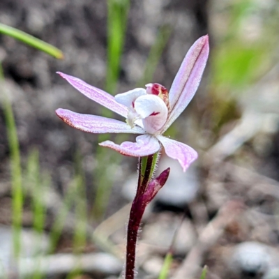 Caladenia fuscata (Dusky Fingers) at Bullen Range - 25 Sep 2021 by HelenCross