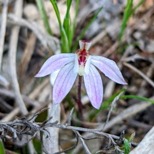 Caladenia fuscata at Kambah, ACT - suppressed