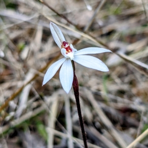 Caladenia fuscata at Kambah, ACT - suppressed