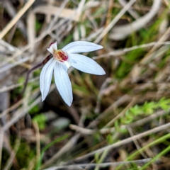 Caladenia fuscata at Kambah, ACT - suppressed