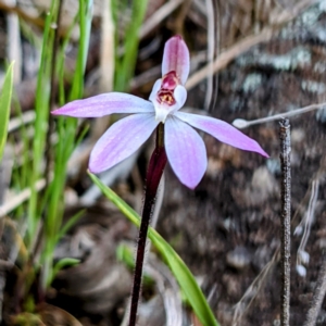 Caladenia fuscata at Kambah, ACT - suppressed