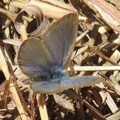 Zizina otis (Common Grass-Blue) at Lions Youth Haven - Westwood Farm A.C.T. - 25 Sep 2021 by HelenCross