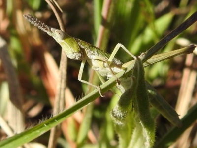 Keyacris scurra (Key's Matchstick Grasshopper) at Kambah, ACT - 25 Sep 2021 by HelenCross