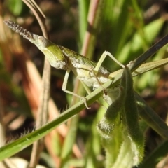Keyacris scurra (Key's Matchstick Grasshopper) at Kambah, ACT - 25 Sep 2021 by HelenCross