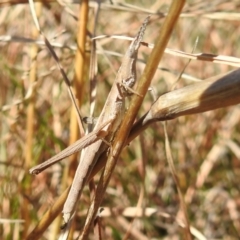 Keyacris scurra at Kambah, ACT - 25 Sep 2021 12:57 PM