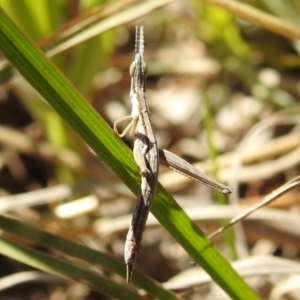 Keyacris scurra at Kambah, ACT - 25 Sep 2021 01:12 PM