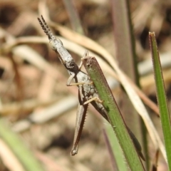 Keyacris scurra at Kambah, ACT - 25 Sep 2021 01:12 PM