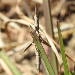 Keyacris scurra at Kambah, ACT - 25 Sep 2021 01:12 PM