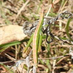 Keyacris scurra at Kambah, ACT - 25 Sep 2021 01:12 PM