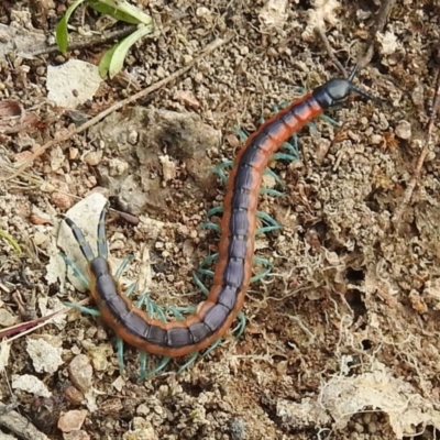 Scolopendra laeta (Giant Centipede) at Bullen Range - 25 Sep 2021 by HelenCross