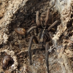 Tasmanicosa sp. (genus) (Tasmanicosa wolf spider) at Kambah, ACT - 25 Sep 2021 by HelenCross