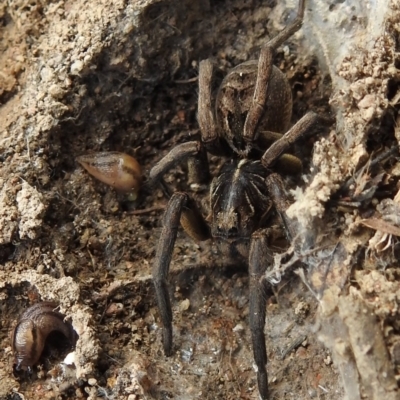 Tasmanicosa sp. (genus) (Tasmanicosa wolf spider) at Kambah, ACT - 25 Sep 2021 by HelenCross