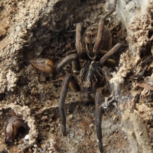 Tasmanicosa sp. (genus) at Kambah, ACT - 25 Sep 2021