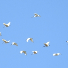 Threskiornis molucca (Australian White Ibis) at Kambah, ACT - 25 Sep 2021 by HelenCross