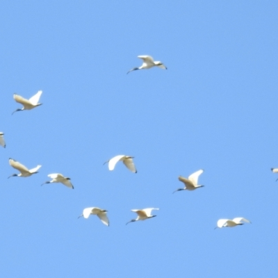 Threskiornis molucca (Australian White Ibis) at Bullen Range - 25 Sep 2021 by HelenCross