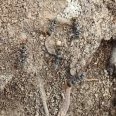 Myrmecia sp., pilosula-group (Jack jumper) at Kambah, ACT - 25 Sep 2021 by HelenCross
