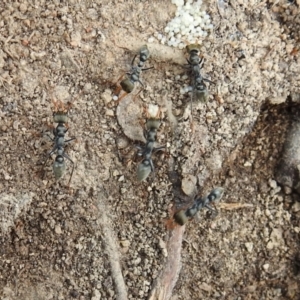 Myrmecia sp., pilosula-group at Kambah, ACT - 25 Sep 2021 01:43 PM