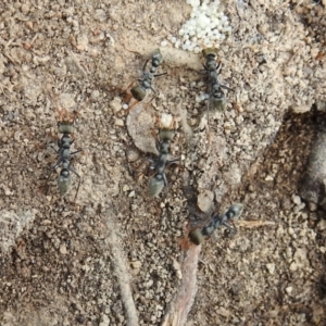 Myrmecia sp., pilosula-group at Kambah, ACT - 25 Sep 2021
