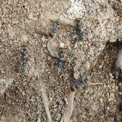 Myrmecia sp., pilosula-group (Jack jumper) at Bullen Range - 25 Sep 2021 by HelenCross